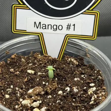 Mango Smile