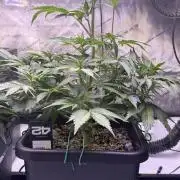 Gorilla Cookies Auto