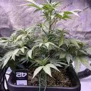 Gorilla Cookies Auto