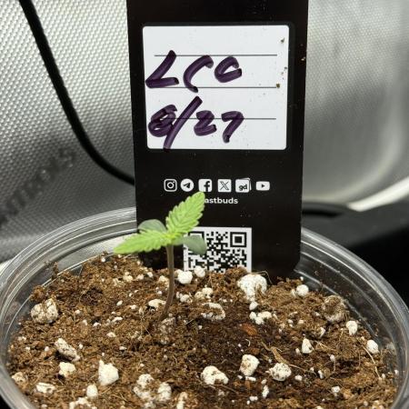 Lemon Cherry Cookies Auto-Fastbuds