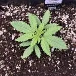 Lemon Cherry Cookies Auto-Fastbuds