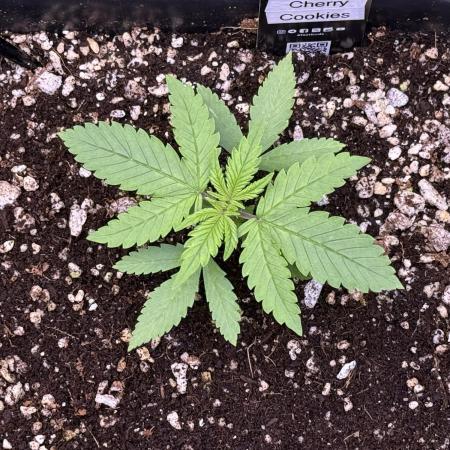 Lemon Cherry Cookies Auto-Fastbuds