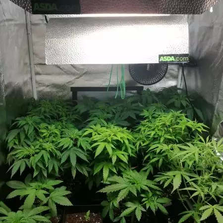 purple sunset (Dank Genetics)