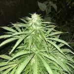 Royal Queens Seeds, Green Crack Punch, Hulkberry ,Royal Domina