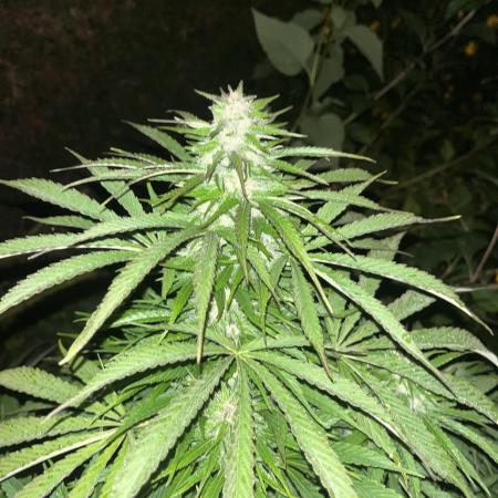 Royal Queens Seeds, Green Crack Punch, Hulkberry ,Royal Domina