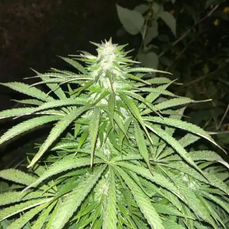 Royal Queens Seeds, Green Crack Punch, Hulkberry ,Royal Domina