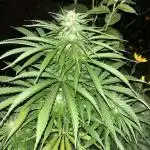 Royal Queens Seeds, Green Crack Punch, Hulkberry ,Royal Domina