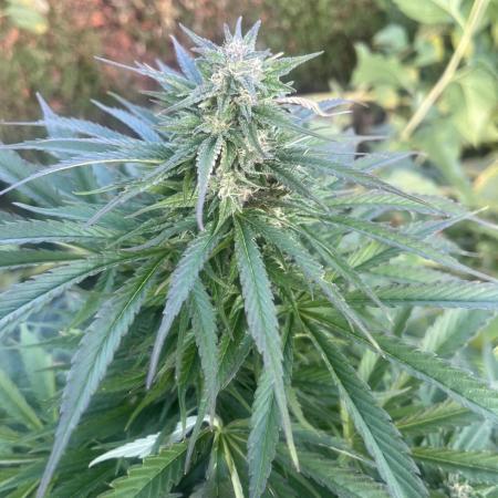 Royal Queens Seeds, Green Crack Punch, Hulkberry ,Royal Domina