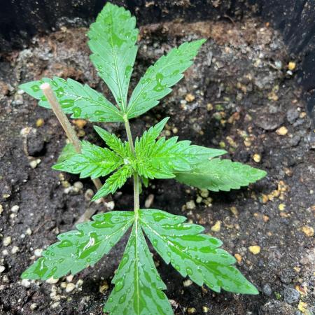 Syberian haze & frends