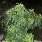 Royal Queens Seeds, Green Crack Punch, Hulkberry ,Royal Domina