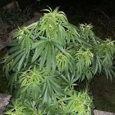 Royal Queens Seeds, Green Crack Punch, Hulkberry ,Royal Domina