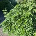 Royal Queens Seeds, Green Crack Punch, Hulkberry ,Royal Domina