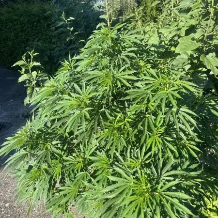 Royal Queens Seeds, Green Crack Punch, Hulkberry ,Royal Domina