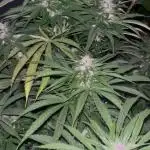 Royal Queens Seeds, Green Crack Punch, Hulkberry ,Royal Domina