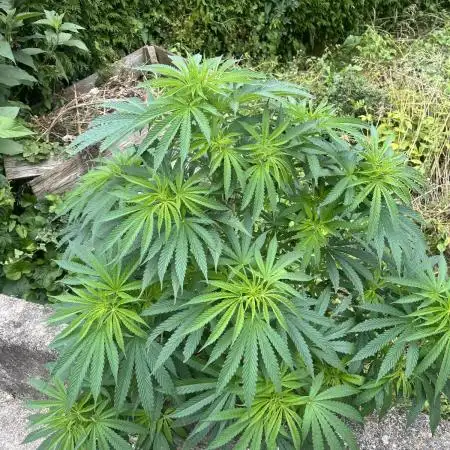 Royal Queens Seeds, Green Crack Punch, Hulkberry ,Royal Domina