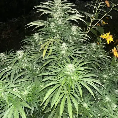 Royal Queens Seeds, Green Crack Punch, Hulkberry ,Royal Domina
