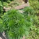 Royal Queens Seeds, Green Crack Punch, Hulkberry ,Royal Domina
