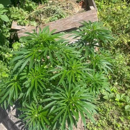 Royal Queens Seeds, Green Crack Punch, Hulkberry ,Royal Domina
