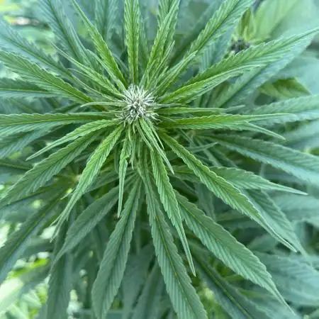 Royal Queens Seeds, Green Crack Punch, Hulkberry ,Royal Domina