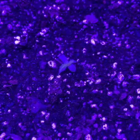 First Grow