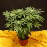 Freak Ryder F1 - Mutant Farm