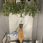 Auto Ultimate DWC