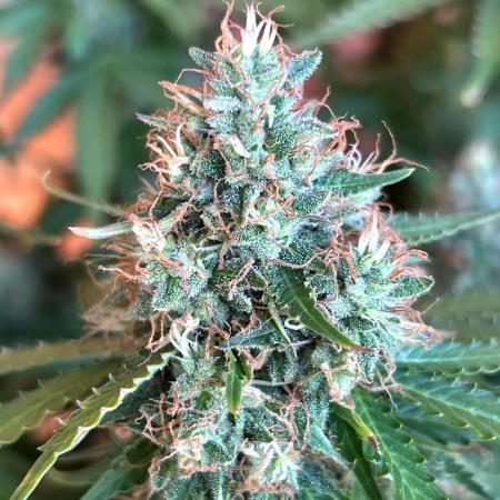 Auto Skywalker Haze 1