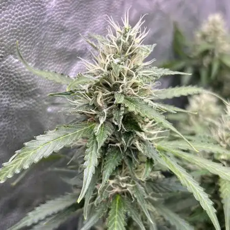 Auto Skywalker Haze 2