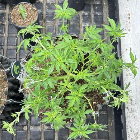 Auto Skywalker Haze 2
