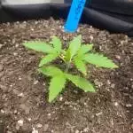 Bitties solfire gardens 
