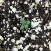 First Grow