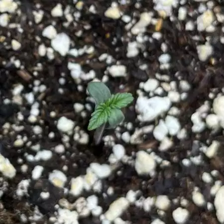 First Grow