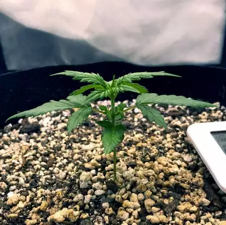 Dinafem White Widow Auto [002]