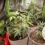 White widow