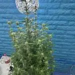 White Widow XXL hydroponics