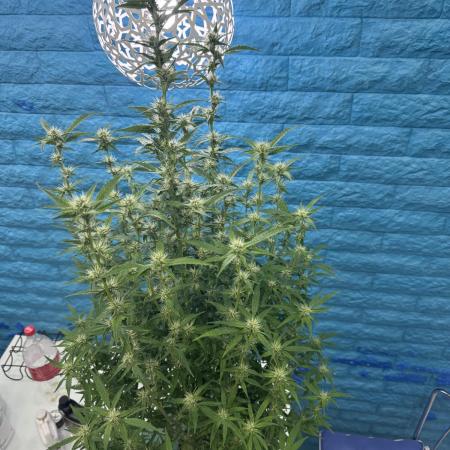 White Widow XXL hydroponics