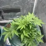 White Widow XXL hydroponics