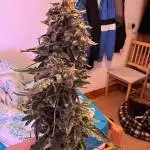 LSD Auto 