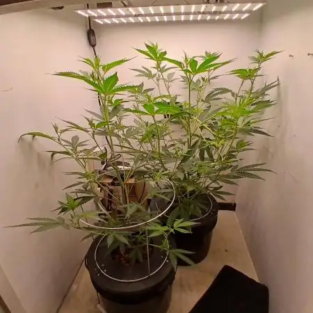 Nine Leaf Clover Clones