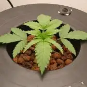 Dreams of a better life.