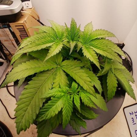 Dreams of a better life.