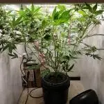 Nine Leaf Clover Clones