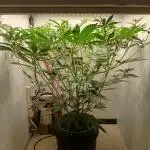 Nine Leaf Clover Clones