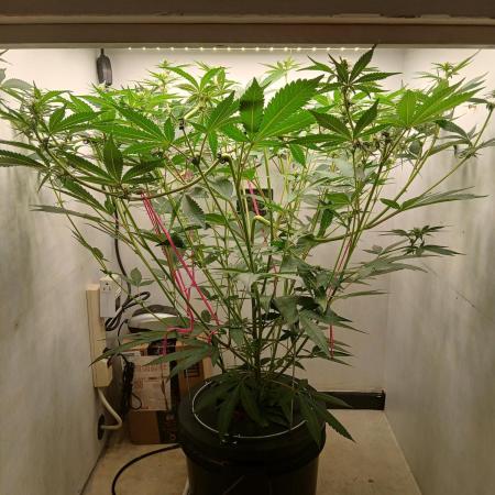 Nine Leaf Clover Clones