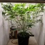 Nine Leaf Clover Clones