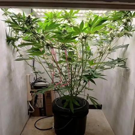 Nine Leaf Clover Clones