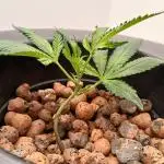 Nine Leaf Clover Clones