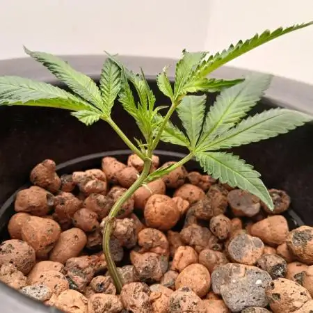 Nine Leaf Clover Clones