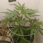 Nine Leaf Clover Clones