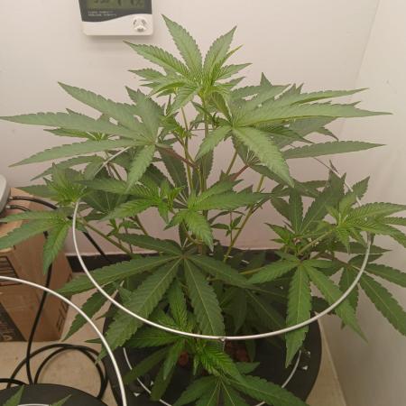 Nine Leaf Clover Clones